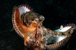 Octopus trying to hide in shells. D70,60mm. Lembeh Strait by Frankie Tsen 